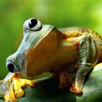 katak-cantik-pencabut-nyawa-kamu-mau-peliharanya