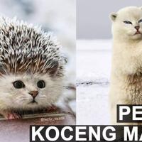 yok-santai-sejenak-melihat-koceng-koceng-lucu-di-sini-sekalian-ngulik-faktanya