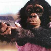 keluarga-herold-dan-tragedi-serangan-ganas-simpanse