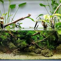 buat-paludarium-yuk-ekosistem-buatan-yang-bikin-interior-rumah-makin-cantik--asri