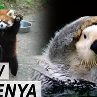 banyak-hewan-gemoy-selain-kucing-lho-intip-hewan-hewan-yang-super-gemoy-ini-yuk