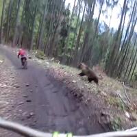 tegang-gara-gara-beruang-dikejar-beruang-saat-bersepeda