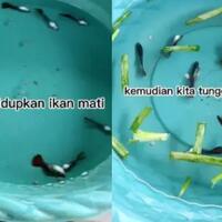 heboh-ikan-mati-hidup-lagi-saat-direndam-air-garam--bumbu-dapur-ini-fakta-ilmiahnya