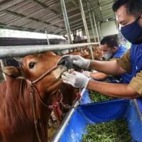 anies-larang-pemotongan-hewan-kurban-saat-idul-adha-2021-di-kawasan-zona-merah
