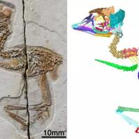 fosil-burung-serupa-t-rex-ditemukan-usianya-120-juta-tahun