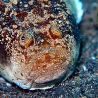 stargazer-ikan-berwujud-monster-penghuni-laut-dalam