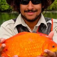 jangan-membuang-ikan-peliharaan-ke-alam-liar