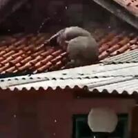 hewan-yang-diduga-jadi-jadian-ada-babi-ngepet-di-atap-rumah-warga