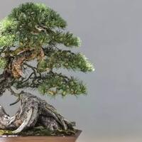 bonsai-tertua-di-dunia-bentuknya-kayak-apa-ya-cekidot-gan-sis