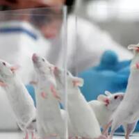 dikecam-ilmuwan-china-berhasil-membuat-tikus-jantan-melahirkan-ini-penampakkannya