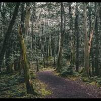 aokigahara-hutan-misterius-tempat-setor-nyawa-di-jepang