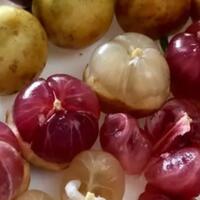 buah-mungil-unyu-dahysat-asemnya-biasanya-dicari-wanita-ngidam