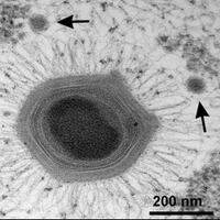 virus-berukuran-raksasa-ditemukan-didalam-palung-mariana