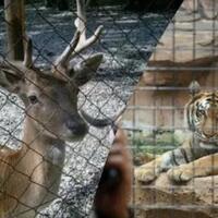 babak-belur-hadapi-pandemi-rusa-akan--dikorbankan--untuk-makan-harimau