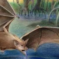 fosil-kelelawar-vampir-raksasa-ditemukan-di-argentina