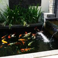 5-fungsi-tanaman-air-pada-kolam-ikan