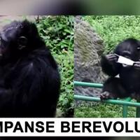 simpanse-mulai-meniru-aktifitas-manusia-saat-pandemi-mungkinkah-mereka-berevolusi