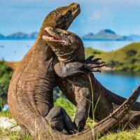 turis-komplain-datang-ke-komodo-mau-lihat-alam-malah-ketemu-beton