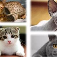 selamat-hari-kucing-sedunia-berikut-deretan-kucing-mahal-yang-wajib-kamu-punya