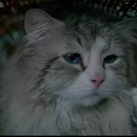 nine-lives-recommended-film-untuk-pencinta-kucing