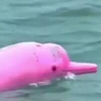ada-hewan-pink-berenang-di-lautan-gan-bukan-patrik-melainkan-lumba-lumba-pink
