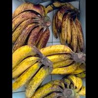 macam-macam-buah-pisang-mana-nih-buah-pisang-favorit-gan-sis