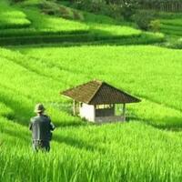 mencari-tahu-provinsi-di-indonesia-yang-masih-memiliki-lahan-baku-sawah-terluas