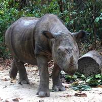 5-jenis-badak-yang-di-lindungi-di-dunia-22-september-hari-badak-sedunia