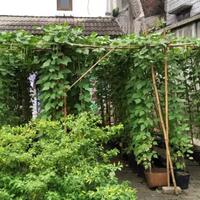 berkebun-menggunakan-polibag-sayur-buncis-berulangkali-panen