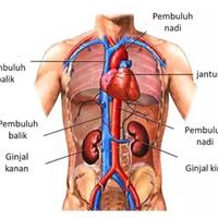 terungkap-5-hal-yang-berubah-dalam-tubuh-ketika-seseorang-berpuasa