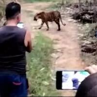 santuy--bukannya-takut-warga-malah-asik--ngerekam--harimau-dari-dekat-gan