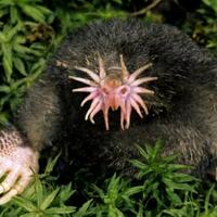 makhluk-ini-jalani-hidup-sehari-hari-tanpa-pernah-lihat-dunia