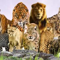 mengenal-9-jenis-kucing-terbesar-di-planet-bumi