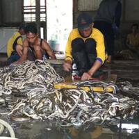 nyalimu-gede-kalau-berani-masuk-kampung-ini-kertasura-desa-yang-ditakuti-para-ular
