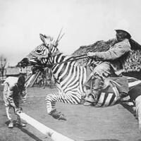 mengapa-zebra-tidak-pernah-menjadi-hewan-peliharaan-dan-tunggangan