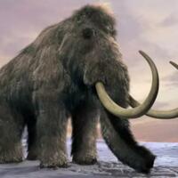mengapa-ilmuwan-menghidupkan-kembali-mamut-berbulu