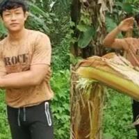 bocil-meniru-aksi-quotsalam-dari-binjaiquot-banyak-pohon-pisang-milik-warga-bertumbangan