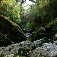 runtuh-insiden-jembatan-cave-creek