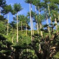 daisugi-teknik-menanam-pohon-diatas-pohon