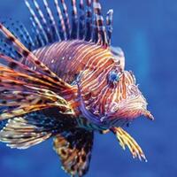 lionfish-ikan-beracun-yang-berpotensi-bisa-mengobati-kanker-serviks