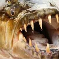 beberapa-ikan-monster-yang-berbahaya-bagi-manusia