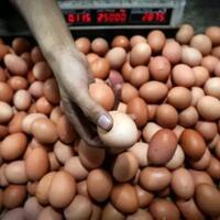 penjual-dan-pembeli-ngeluh-harga-telur-naik