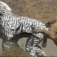 terkuak--fakta-video--koplak--2-orang-berkostum-zebra-di-kepung-singa-afrika