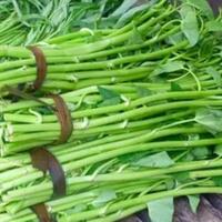 fenomena-kangkung-hingga-dilarang-di-amerika-baca-sampai-habis