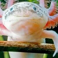 axolotl-hewan-imut-yang-aneh-kadal-apa-ikan