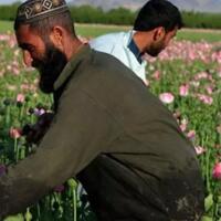 ketika-sabu-dan-heroin-jadi-solusi-kelaparan-di-afghanistan