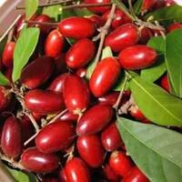 miracle-fruit-si-buah-ajaib-yang-mampu-mengubah-rasa