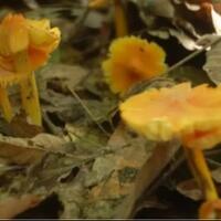 begini-nih-5-cara-sederhana-mengenali-jenis-jamur-beracun