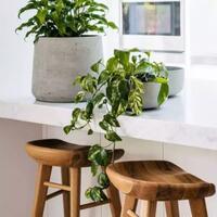 jenis-tanaman-indoor-mudah-dirawat-untuk-kamu-yang-baru-mulai-gardening