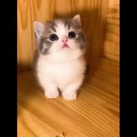 sisi-lain-tentang-kucing